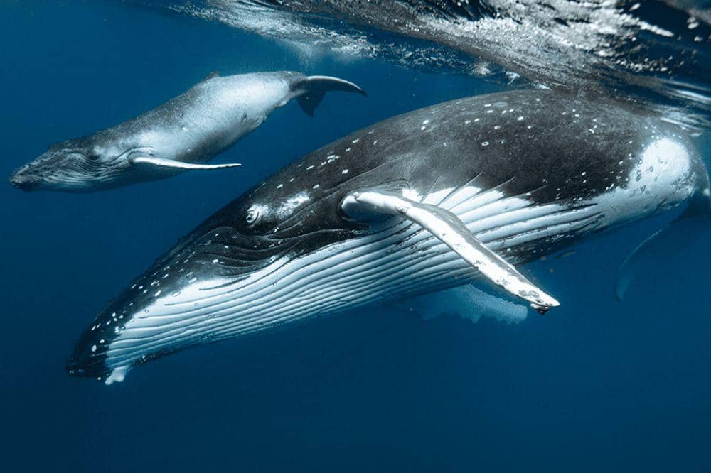 paus dan induknya (1).jpg