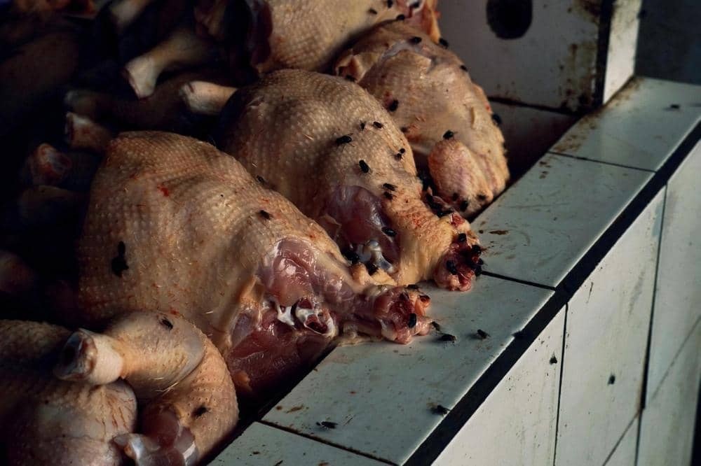 Beberapa potong ayam mentah diletakkan di atas meja ubin putih dengan banyak lalat hinggap di permukaannya.