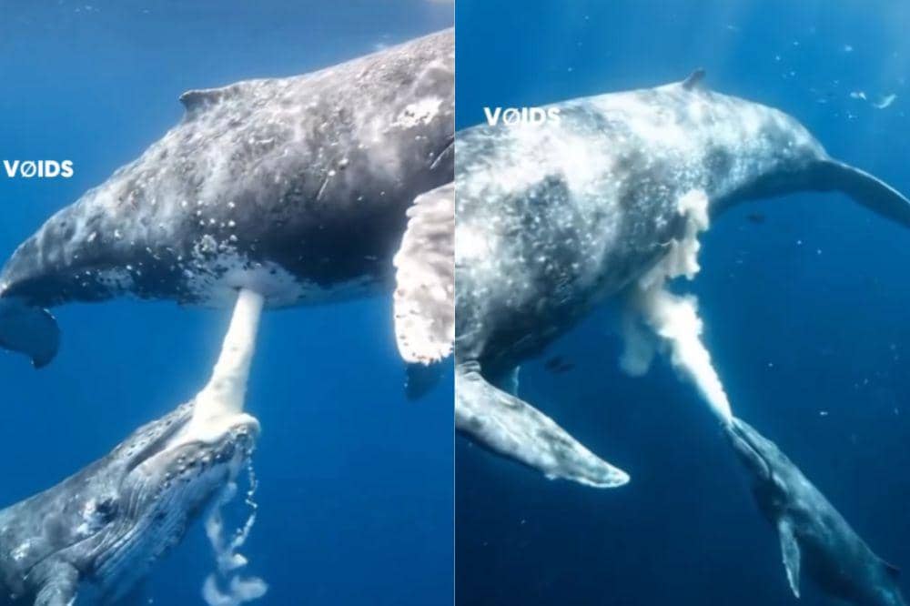 Cara Paus Menyusui Induknya dengan Susu Super Kental Ratusan Liter