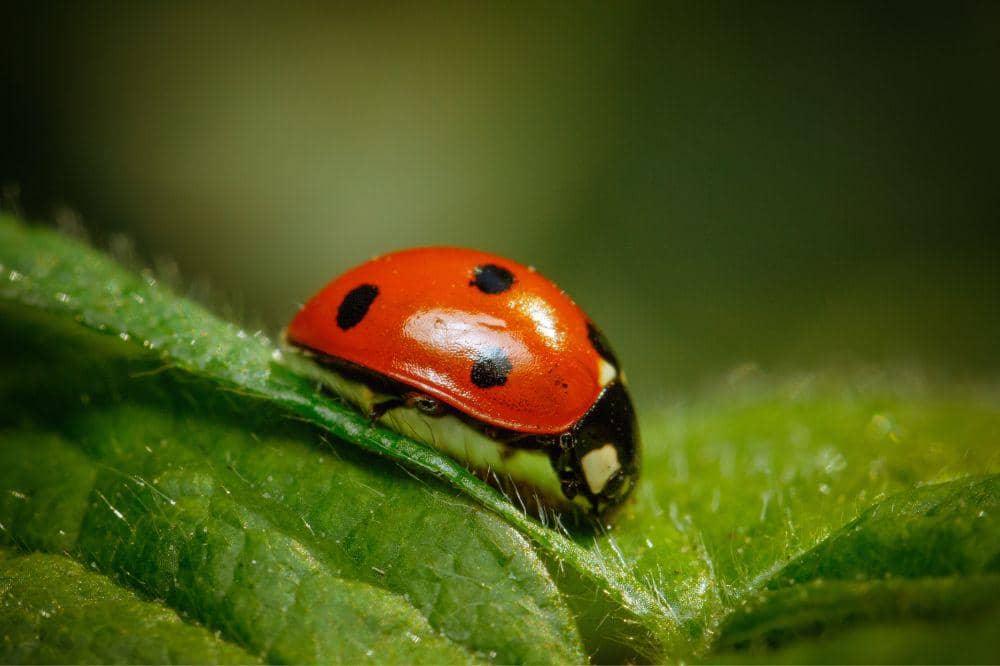 Ladybug .jpg