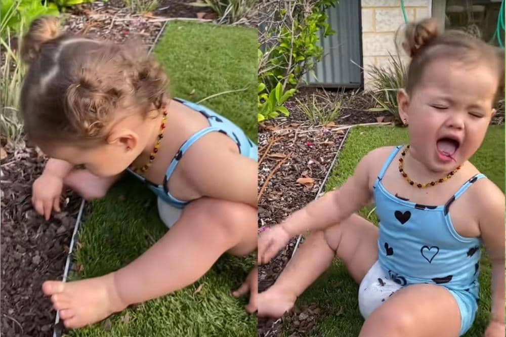 Briella "Bayi Samson" memakan rumput