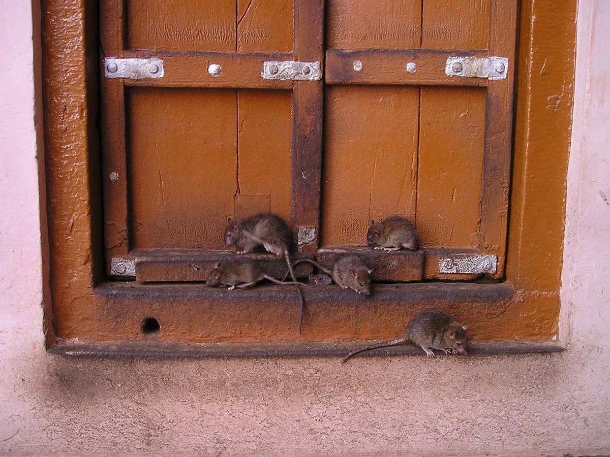 ilustrasi tikus di rumah (pixabay.com/Simon)