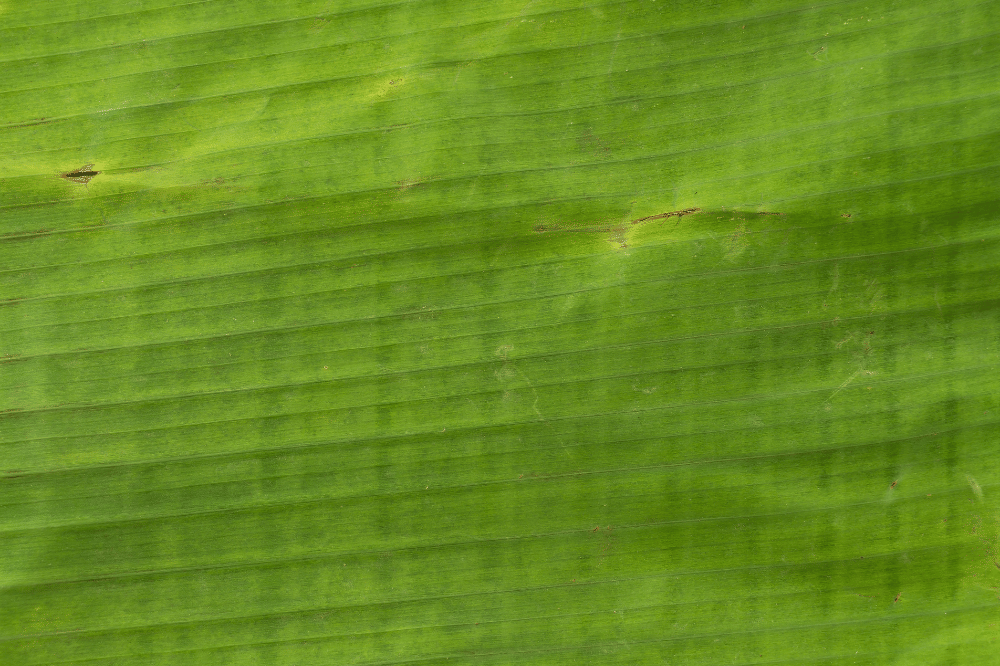 Cara Simpan Daung Pisang