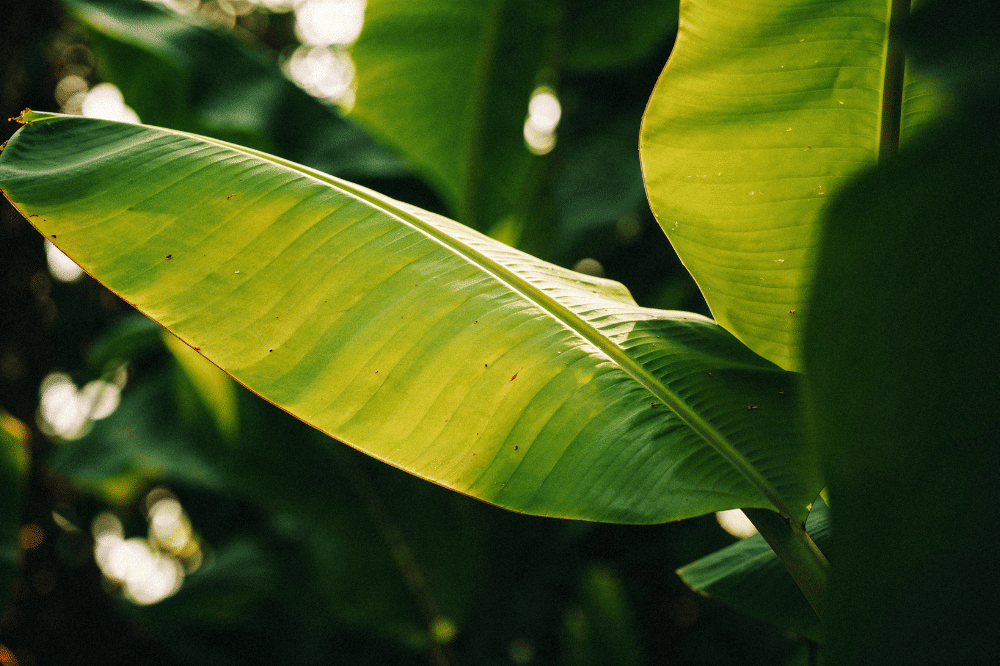 7 Cara Menyimpan Daun Pisang agar Segar dan Tidak Mudah Layu