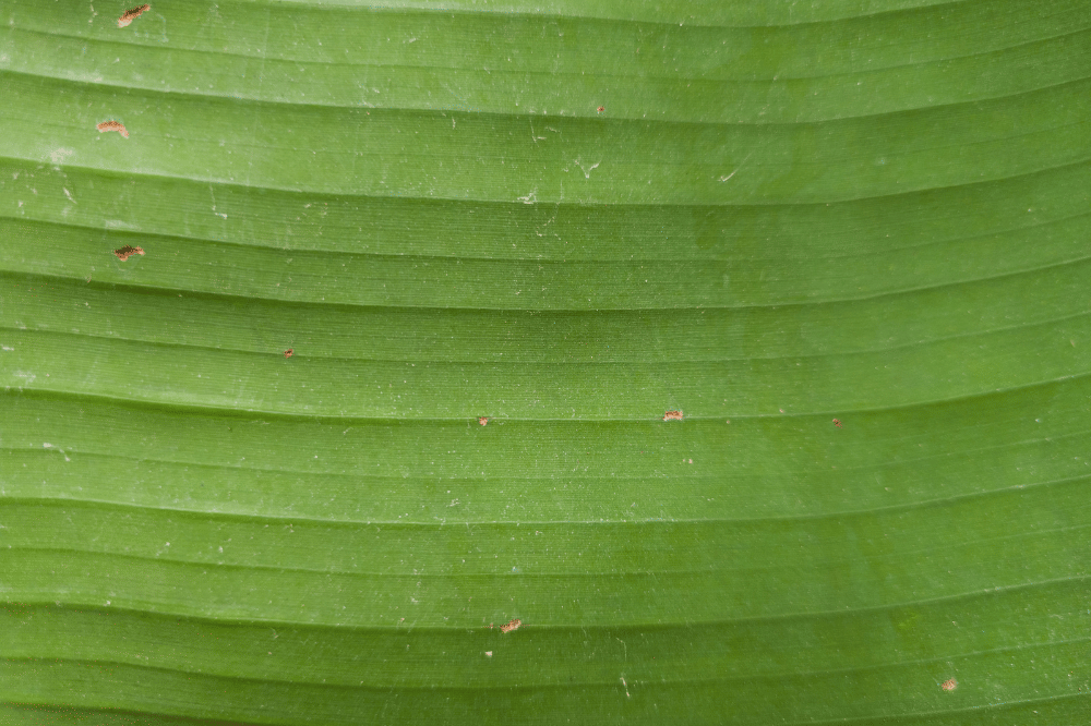 Cara Simpan Daung Pisang