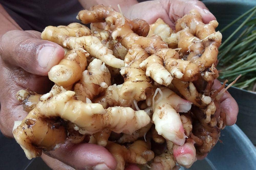 5 Obat Maag Herbal Paling Ampuh untuk Atasi Nyeri Lambung