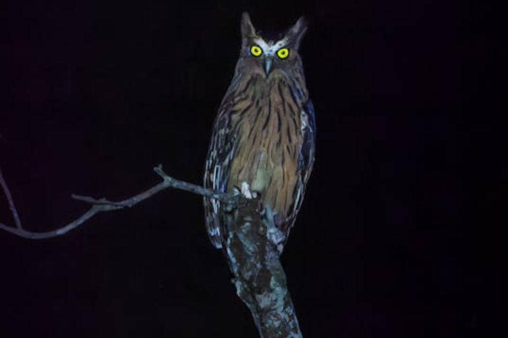 Wisata Malam Khusus di Ragunan 1.jpg