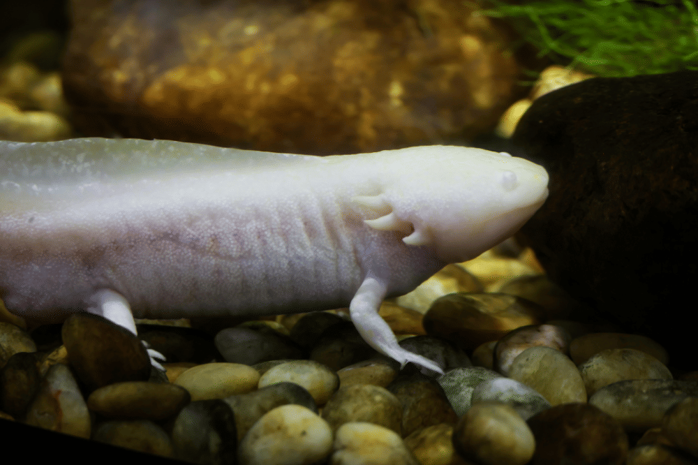 5 Fakta Unik Mexican Axolotl, Hewan Langka yang Ditemukan Anak 10 Tahu