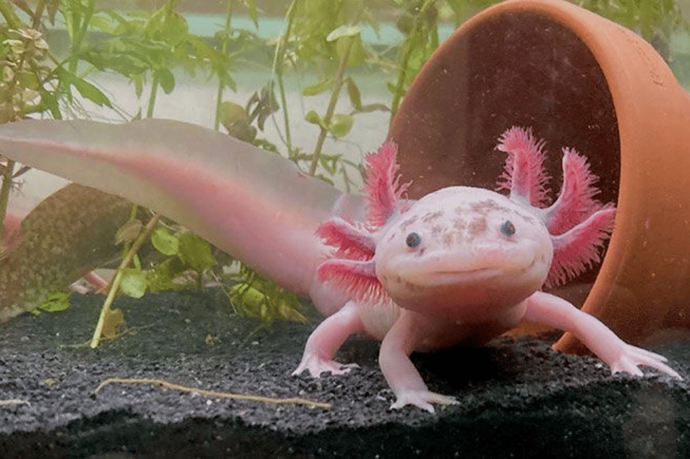 Axolotl di dalam aquarium 