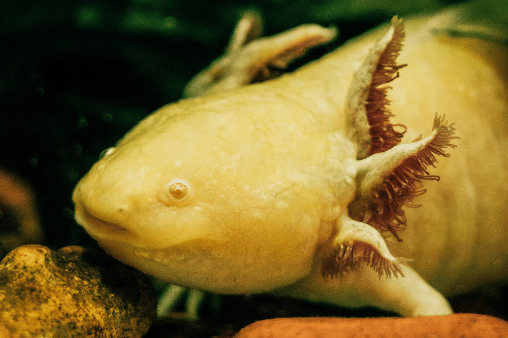 Axolotl berwarna kuning