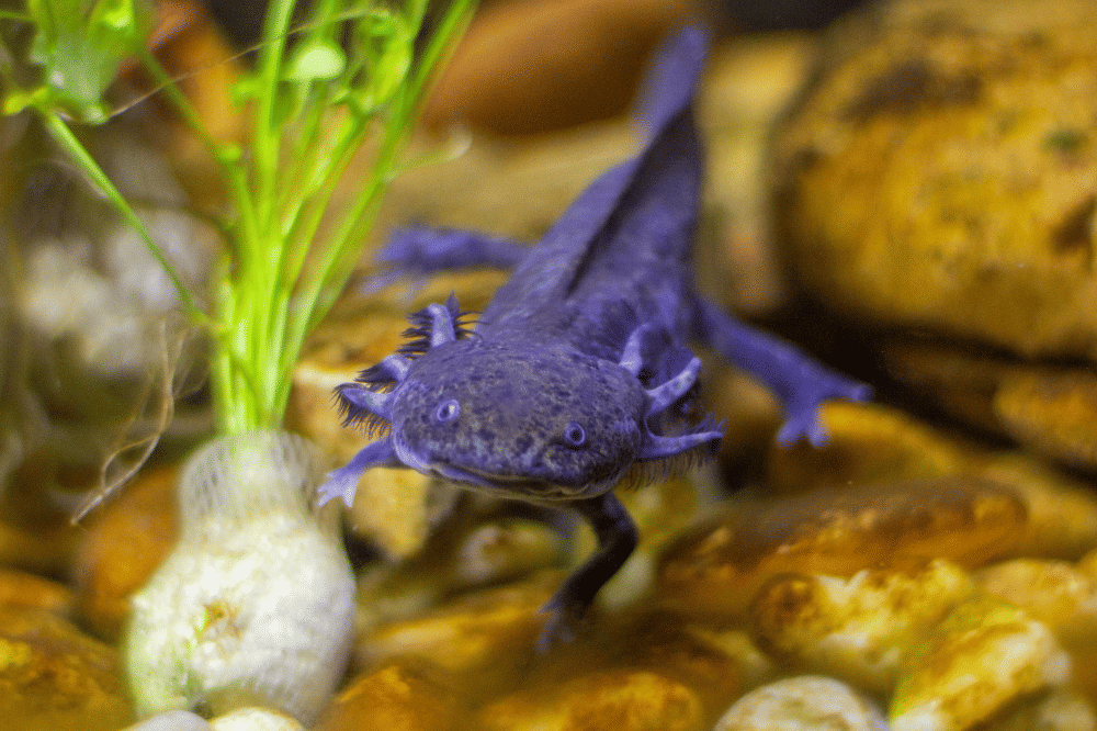 Axolotl berwarna ungu