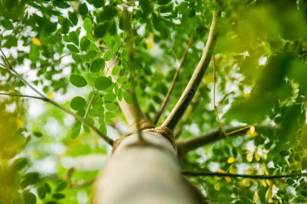 daun kelor