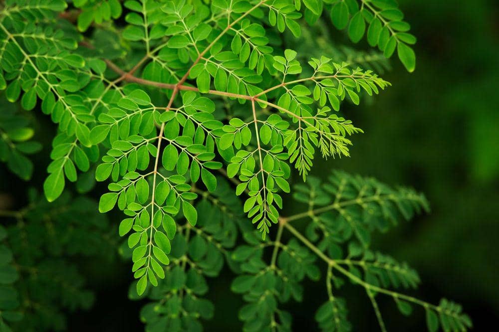 Kegunaan Daun Kelor untuk Tumbuh Kembang Anak, Superfood dari Halaman Rumah