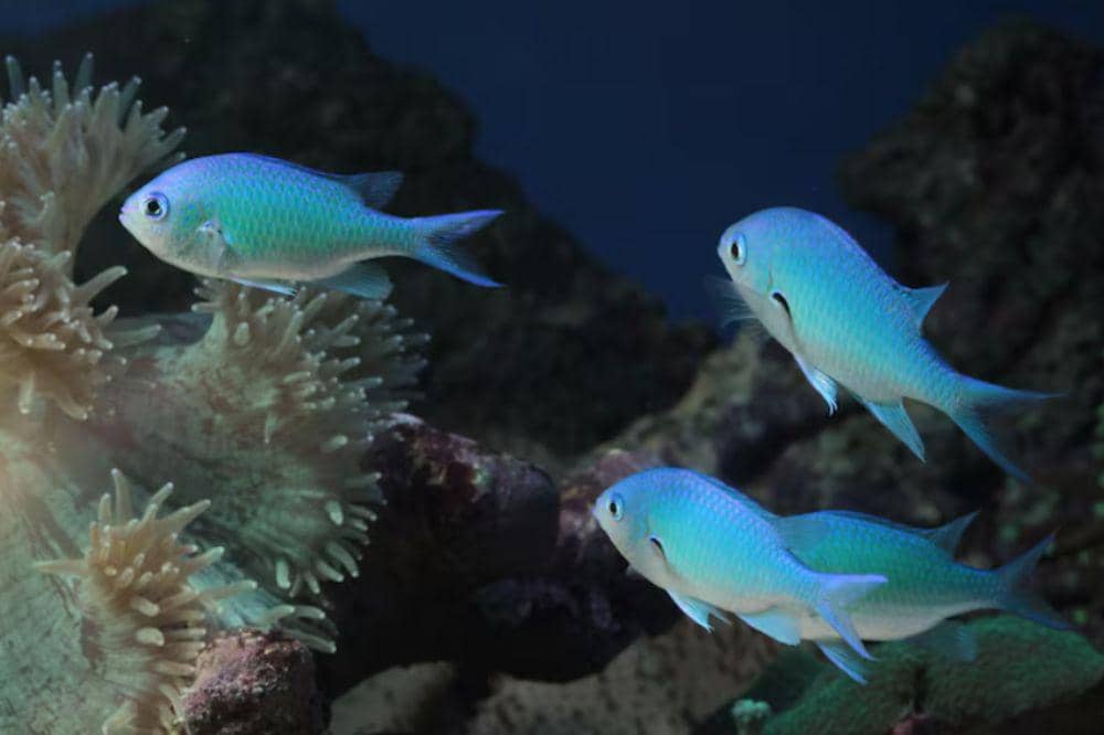 ikan.jpg