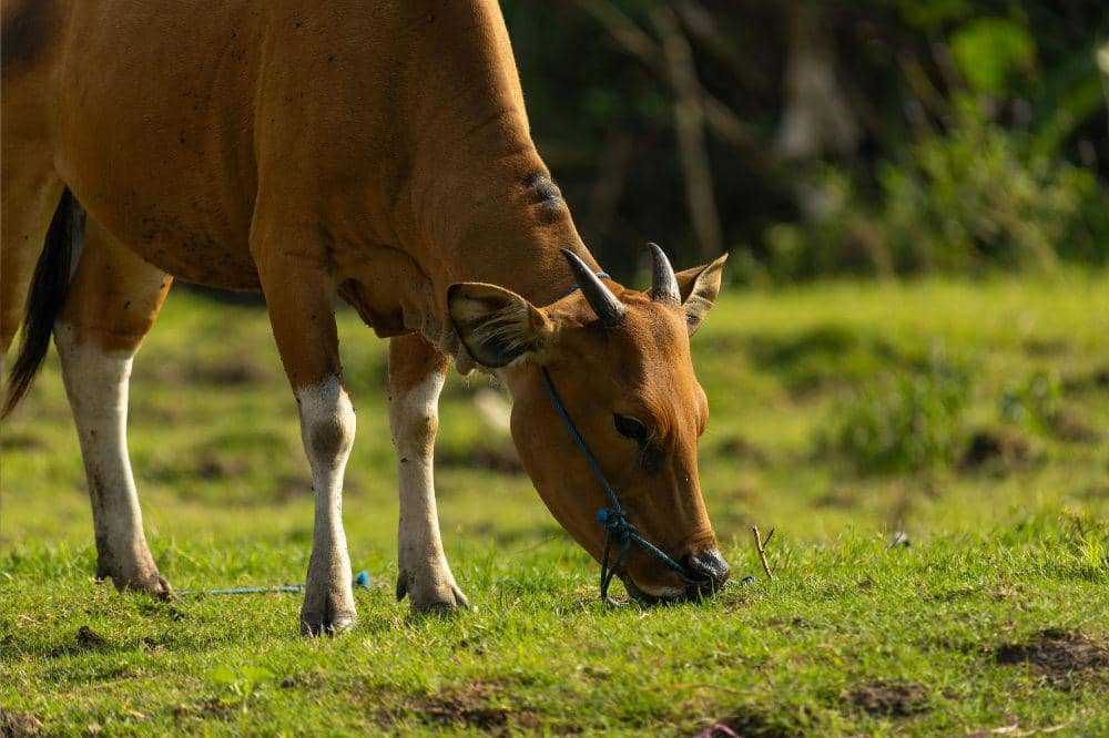 Sapi