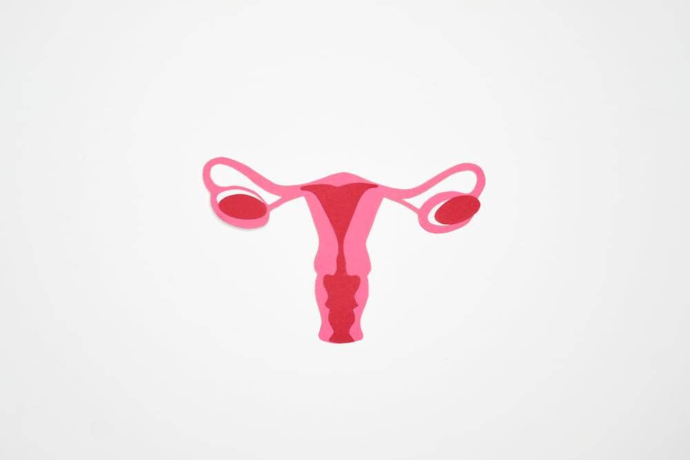 Ilustrasi organ reproduksi wanita berwarna merah muda dan merah dengan latar belakang putih polos.