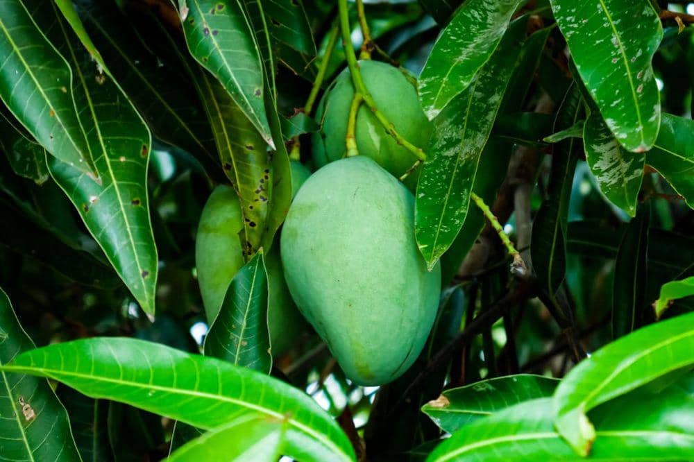 Buah yang Tidak Boleh Dimakan Malam Hari 6.jpg