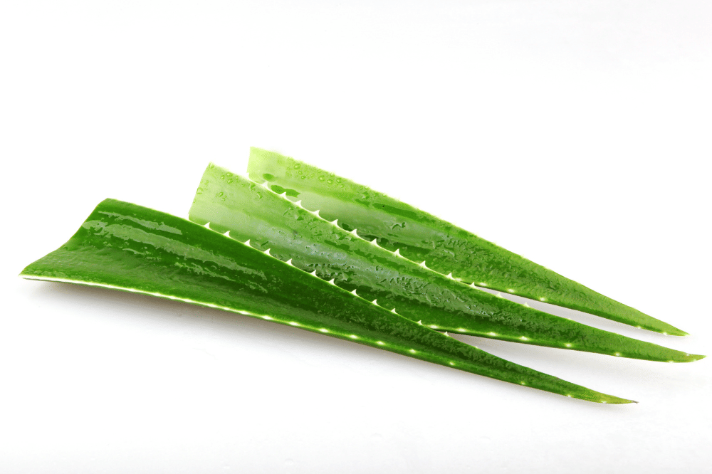 7 Cara Menyimpan Lidah Buaya agar Tidak Cepat Busuk