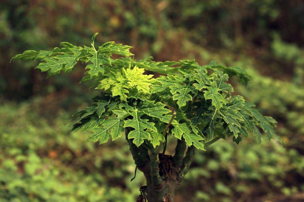 Apakah Daun Pepaya Menyebabkan Asam Urat_ 2.jpg