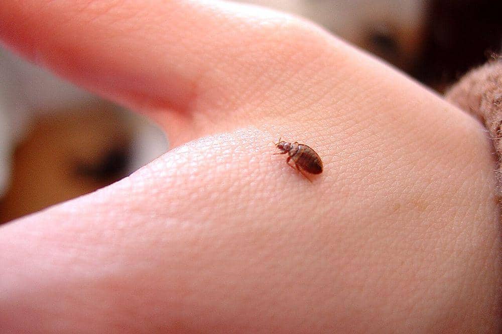 7 Cara Mengatasi Gigitan Kutu Kasur agar Tidur Lebih Nyenyak