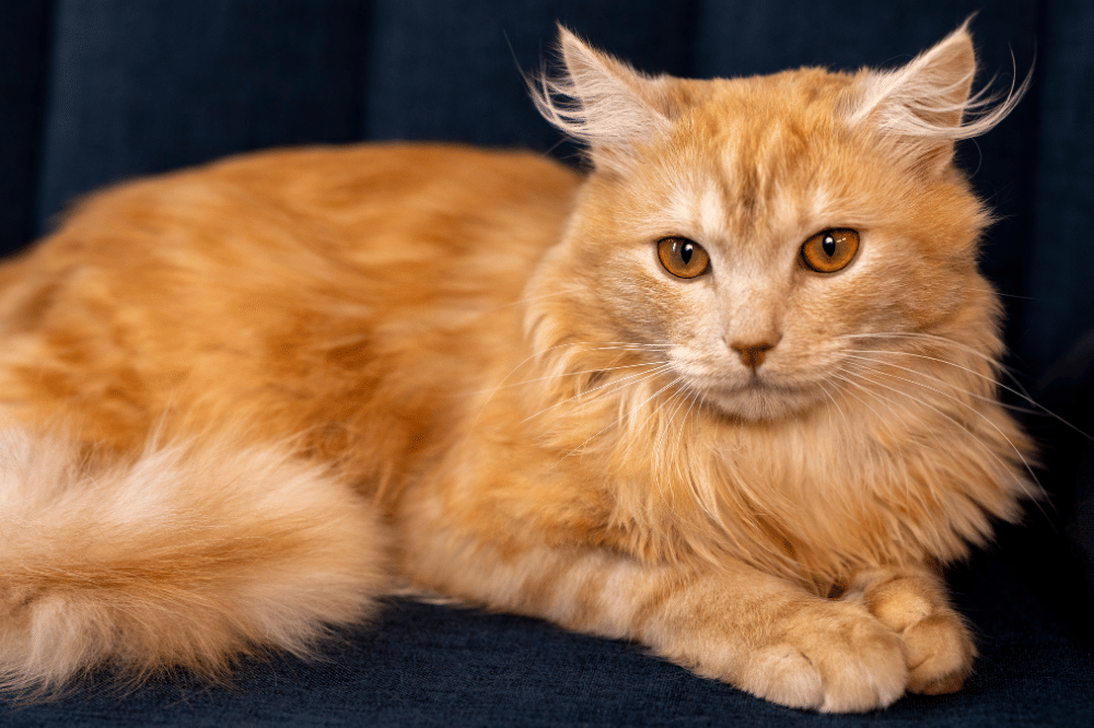 Kucing Oranye