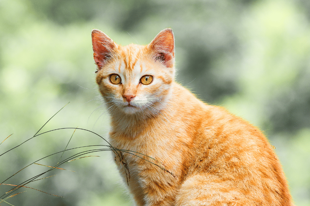 Kucing Oranye