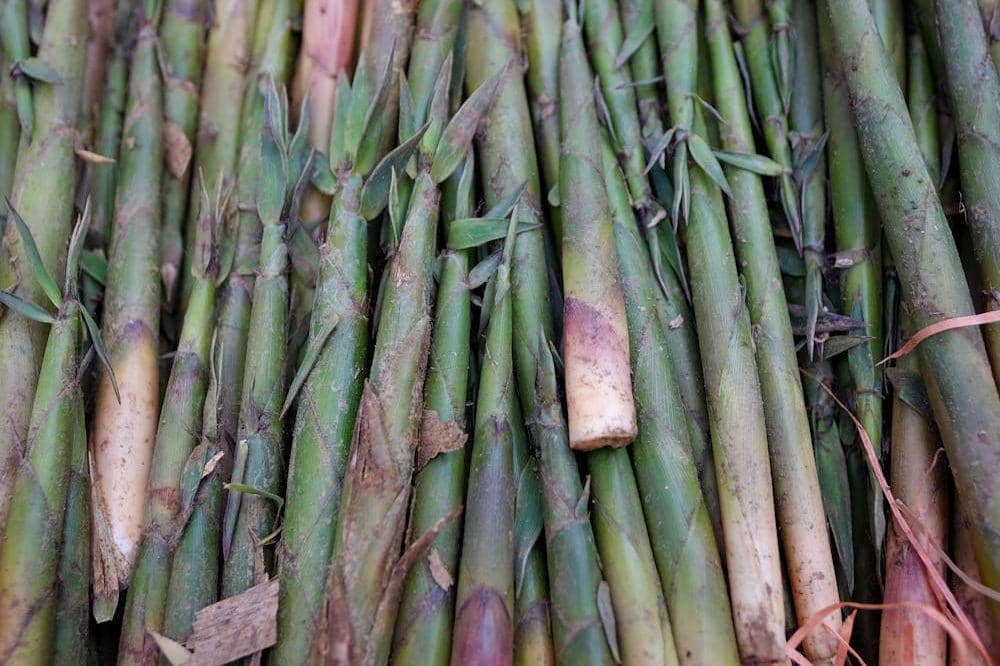 8 Manfaat Rebung untuk Kesehatan Tubuh