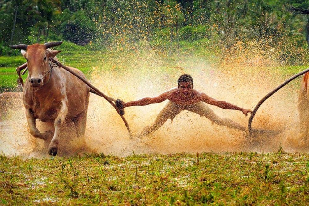 Pacu Jawi dari Sumatera Barat.jpg
