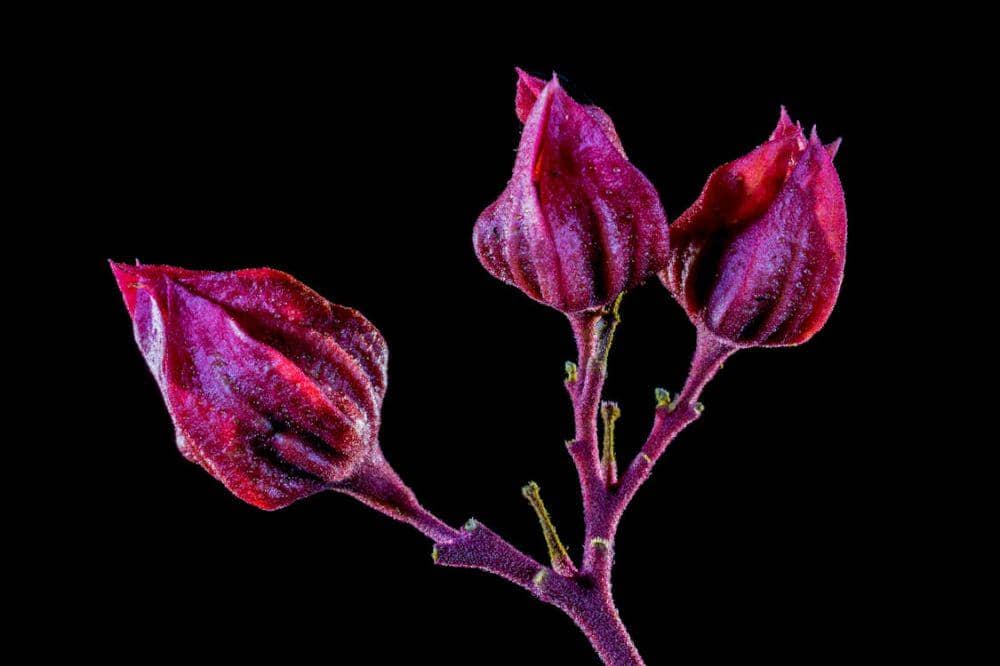 7 Manfaat Bunga Rosella untuk Kesehatan, Bisa Turunkan Berat Badan!