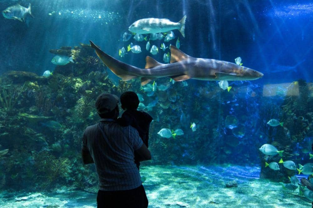 Acuario Inbursa.jpg