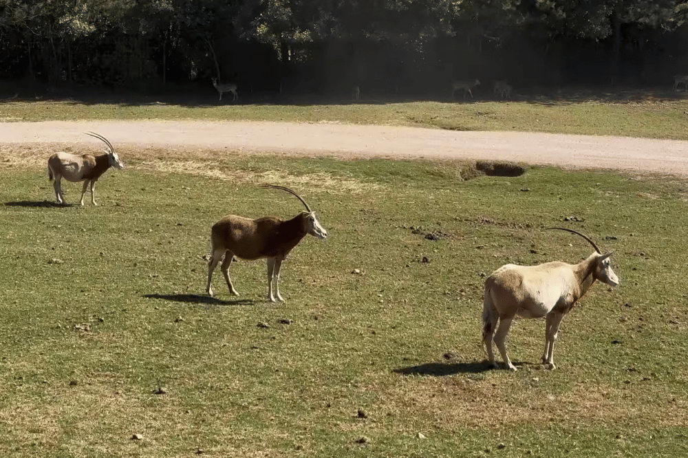 taman safari bioparque esterlla Mexico