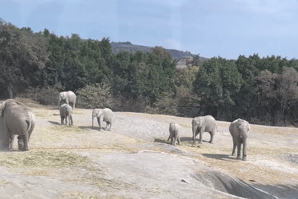 Hewan di Africam Safari Puebla