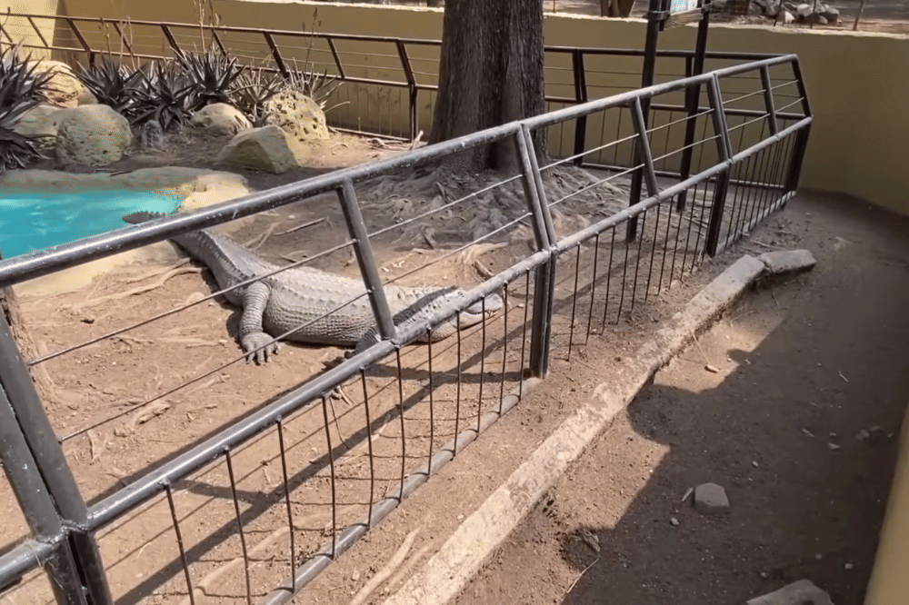 buaya di zoologico de leon Mexico