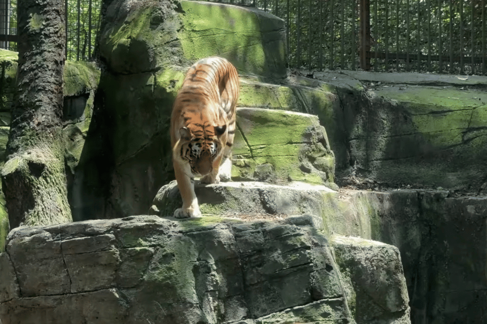 Harimau di taman safari zoologico de chapultepec Mexico