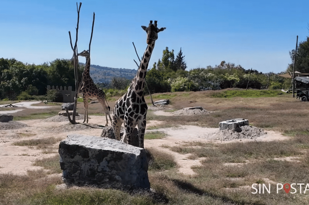 Jerapah di Africam safari
