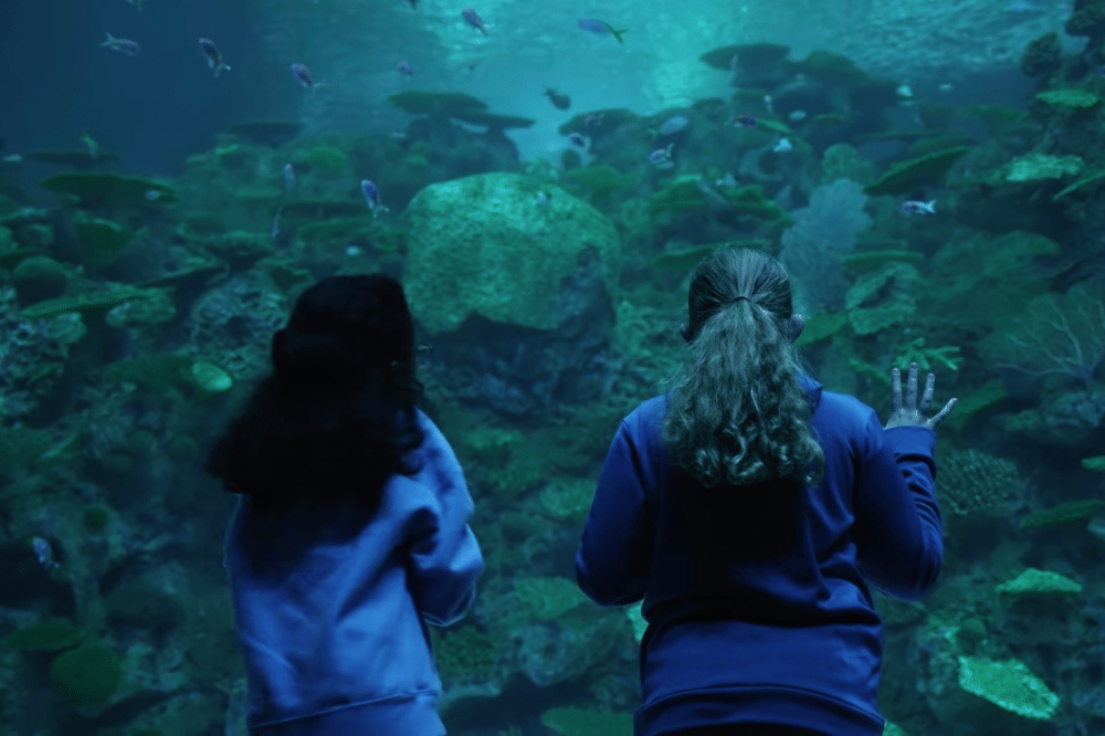 Dua anak perempuan sedang melihat ke aquarium