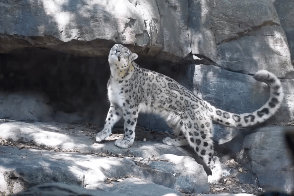 Macan tutul di Central Park zoo New York 