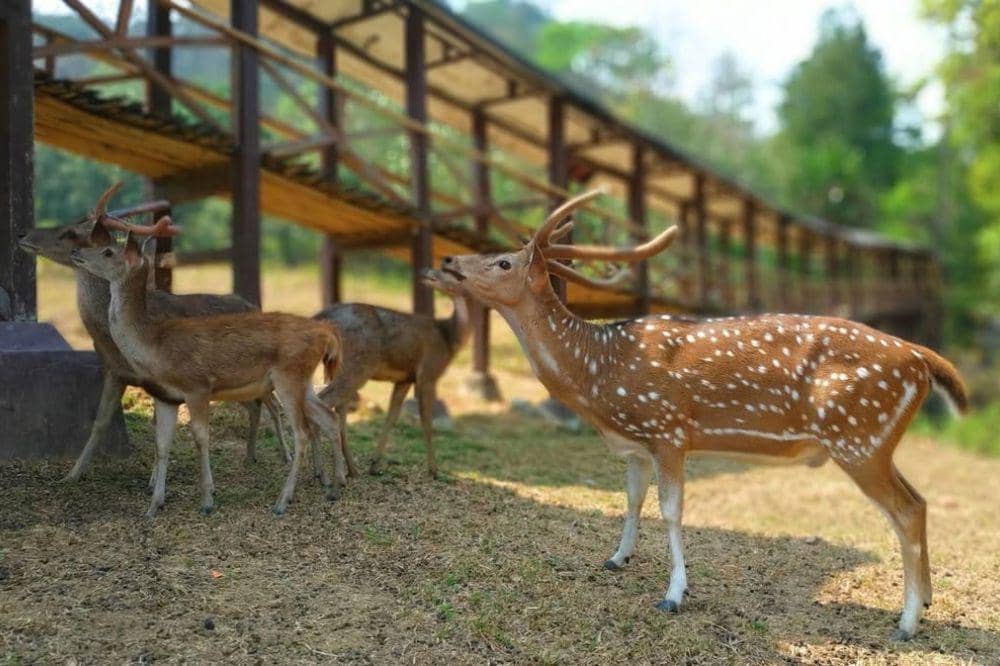 Wisata Bogor Murah untuk Keluarga 5.jpg