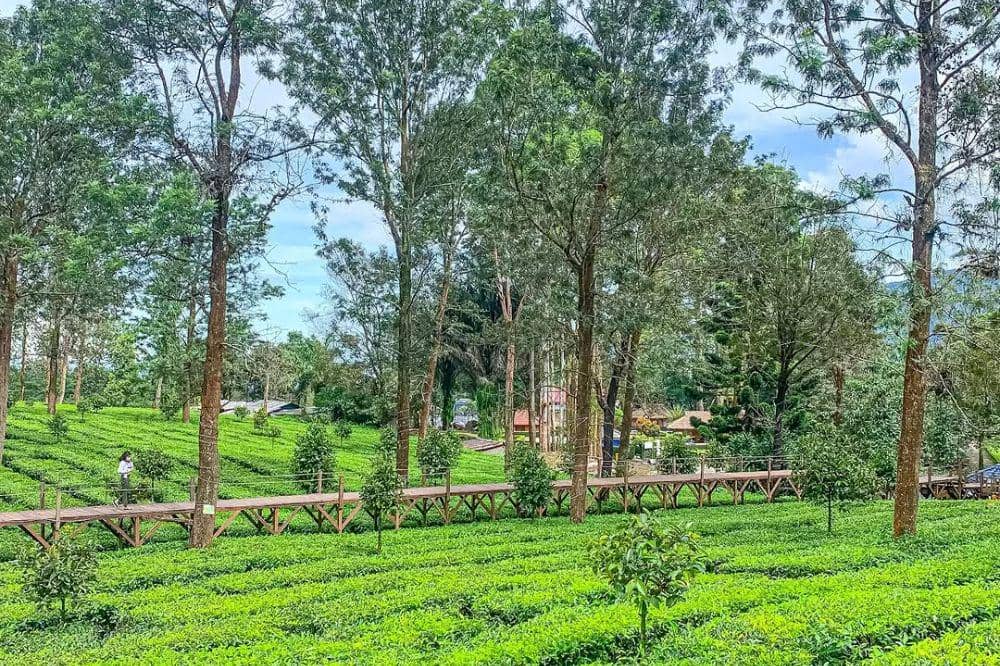Wisata Bogor Murah untuk Keluarga 7.jpg