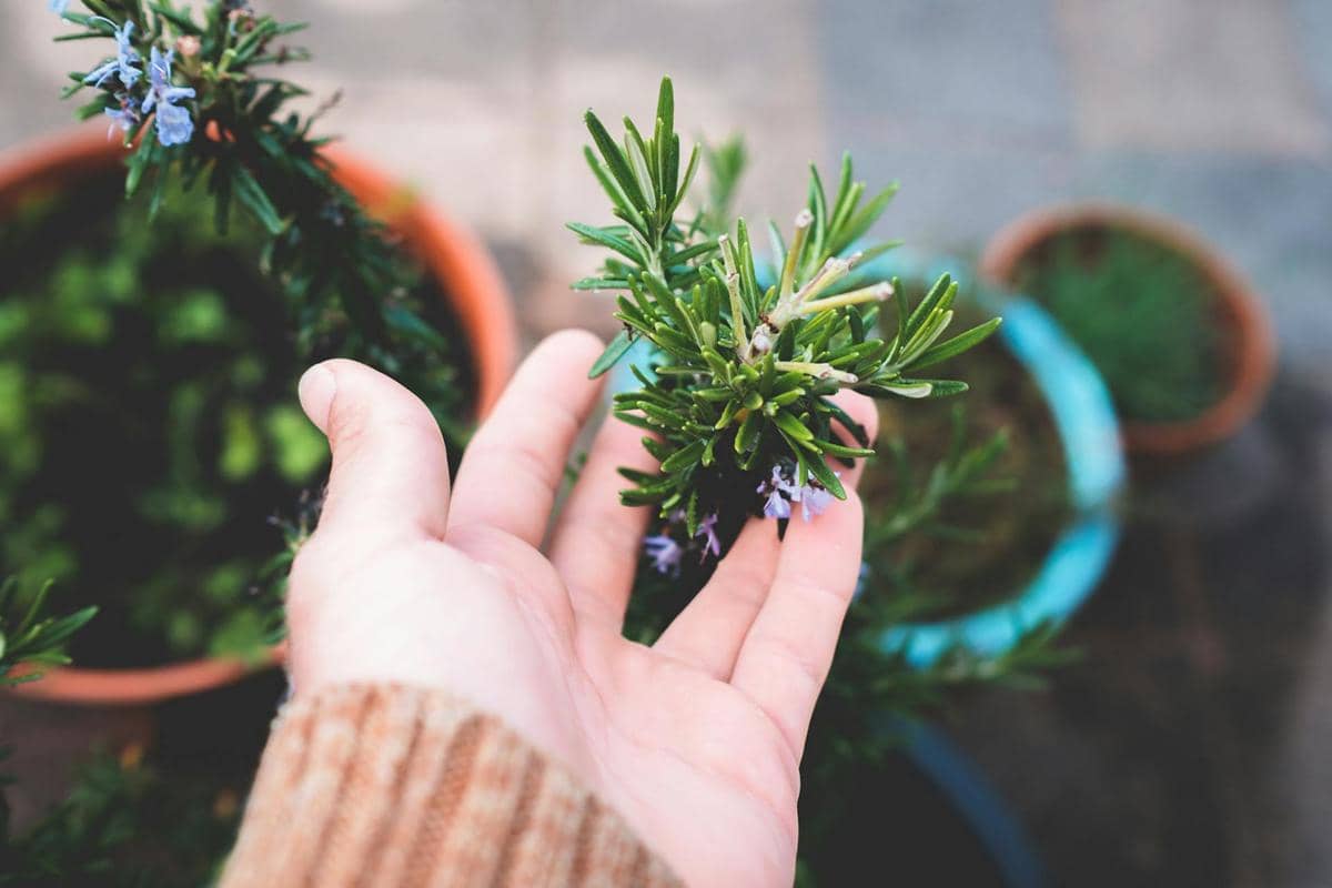 7 Tanaman yang Bisa Dipakai Masak, Ada Kemangi hingga Daun Kari