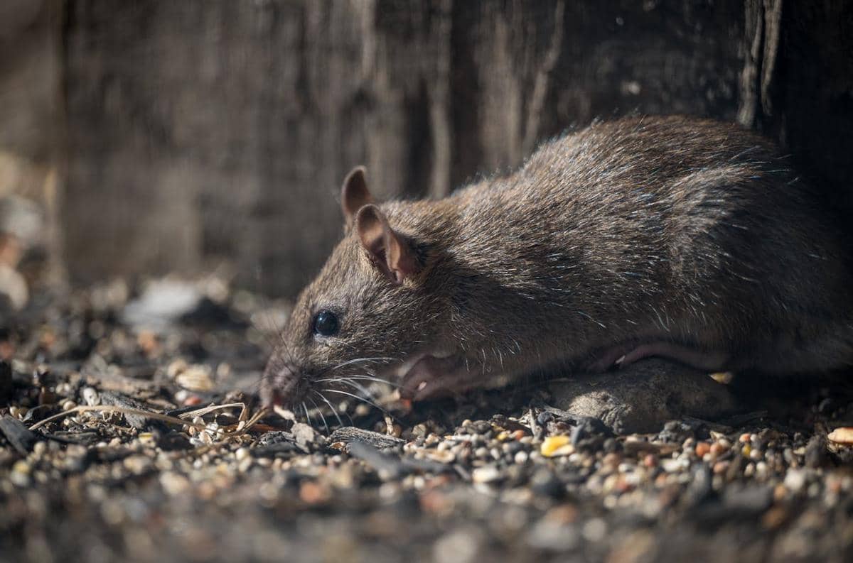 Asal Usul Hantavirus, Sudah Ada di Indonesia Sejak Tahun 1980