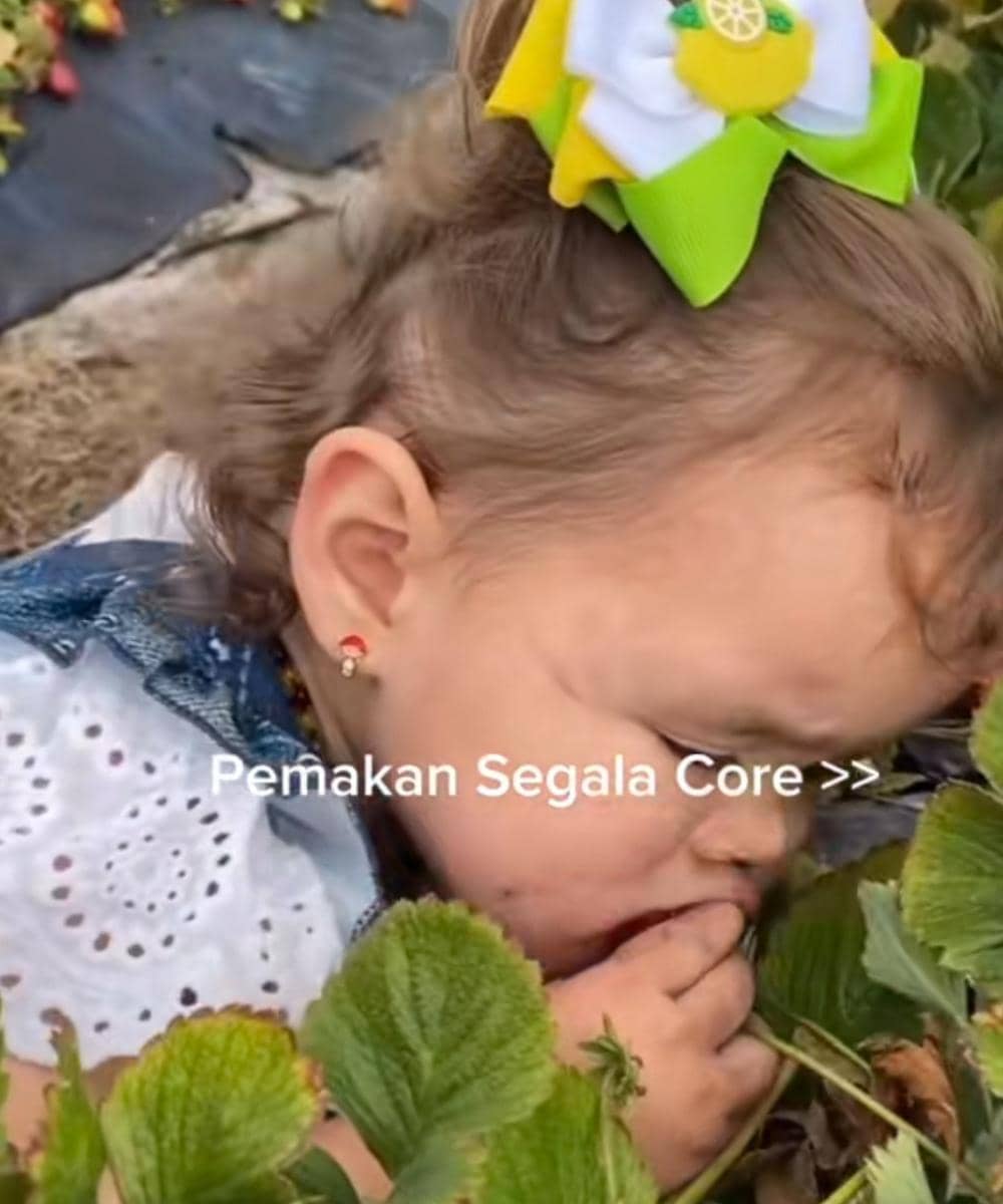 Briella core, makan stroberi langsung dari pohonnya