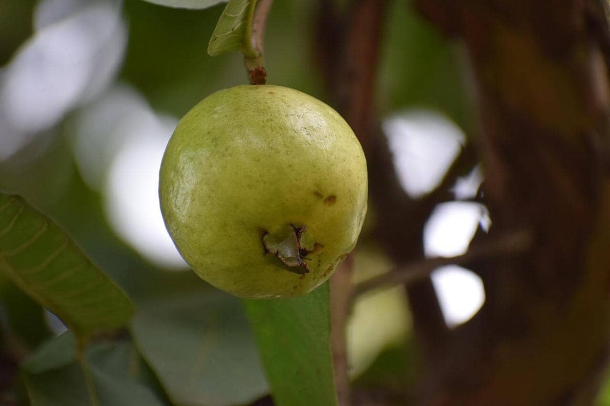 jambu biji