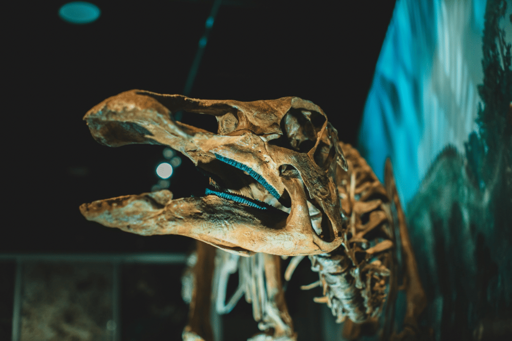 Fossil dinosaurus