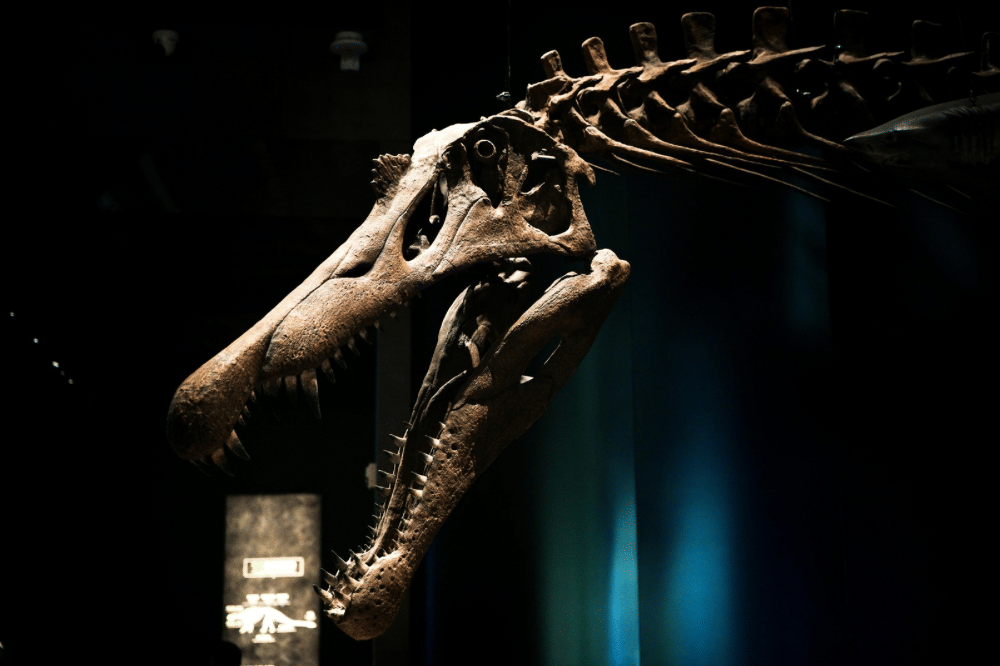 fosil dinosaurus