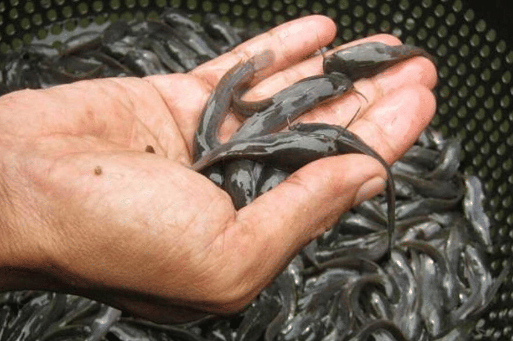 Bibit ikan lele
