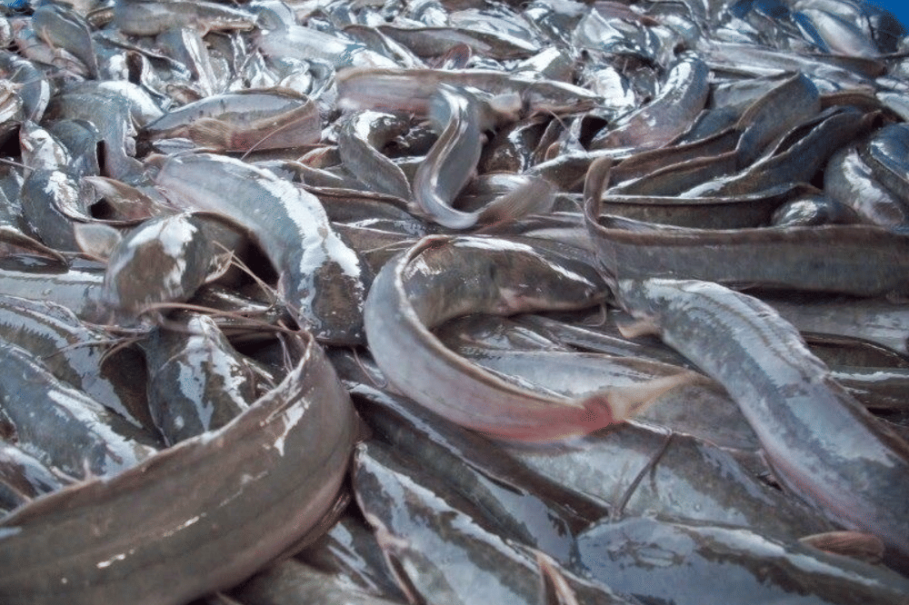 Ikan lele