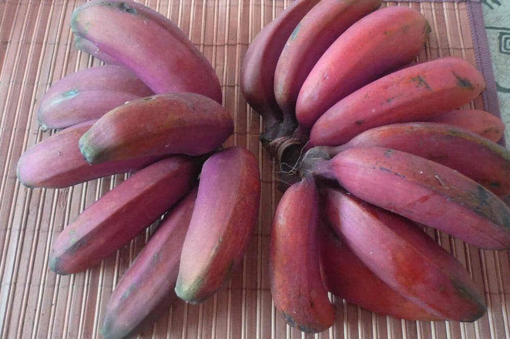 10 Manfaat Pisang Merah untuk Jaga Kesehatan dan Bantu Diet