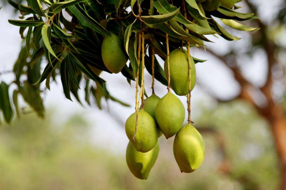Buah yang Tidak Boleh Dimakan Tiap Hari 6.jpg