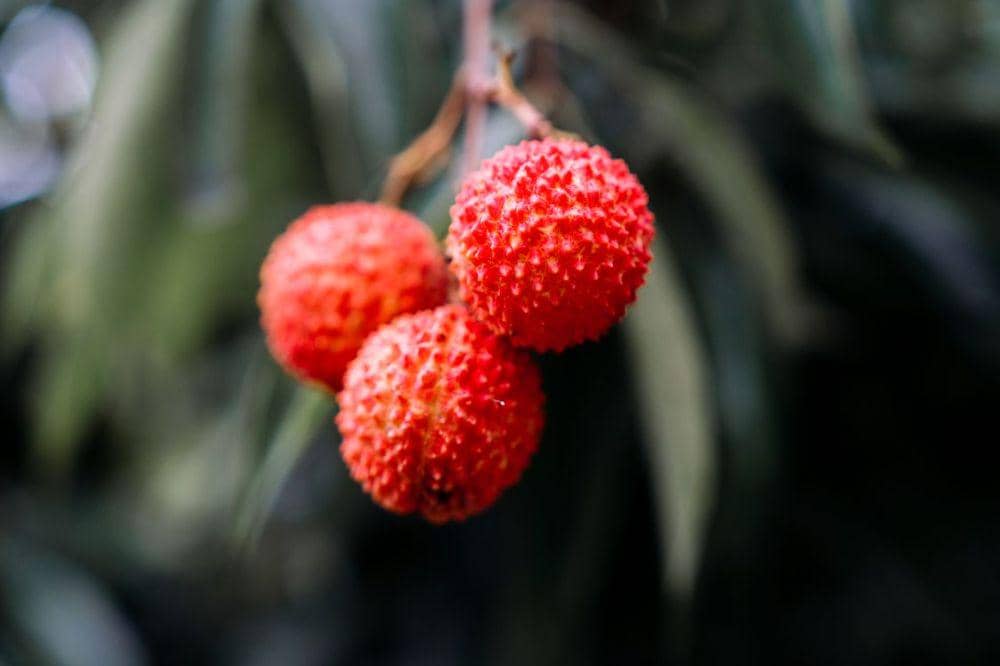 Buah yang Tidak Boleh Dimakan Tiap Hari 3.jpg